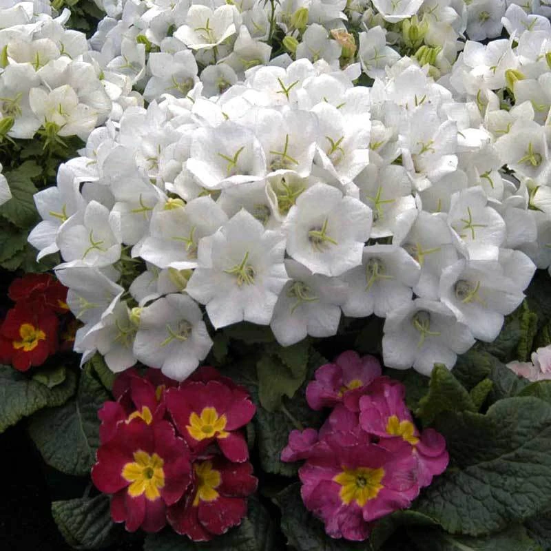 'Rapido White' Bellflower 4 'Rapido White' Bellflower - Image 4