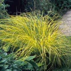 'Bowles Golden' Sedge -Great Garden Plants Shop carex bowles golden 3