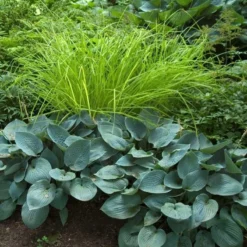 'Bowles Golden' Sedge -Great Garden Plants Shop carex bowles golden 4