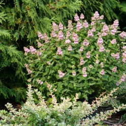 Beyond Pink'd™ Bluebeard 6 Beyond Pink'd™ Bluebeard -Great Garden Plants Shop caryopteris beyond pinkd 4 sw