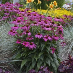 'Purple Emperor' Coneflower 5 'Purple Emperor' Coneflower -Great Garden Plants Shop cceea3f0f81c56f7094f90475b0e60e8