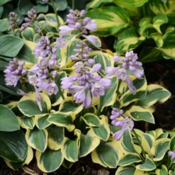 'Mini Skirt' Hosta -Great Garden Plants Shop cd02831323a883976c9dc71c4e164c72