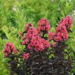 Center Stage® Coral Crapemyrtle -Great Garden Plants Shop center stage coral crapemyrtle 3 sw