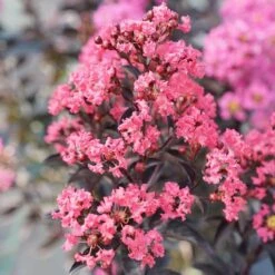 Center Stage® Coral Crapemyrtle -Great Garden Plants Shop center stage coral crapemyrtle 4 sw