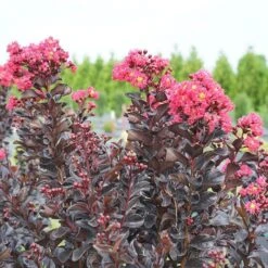 Center Stage® Pink Crapemyrtle -Great Garden Plants Shop center stage pink crapemyrtle 3 sw