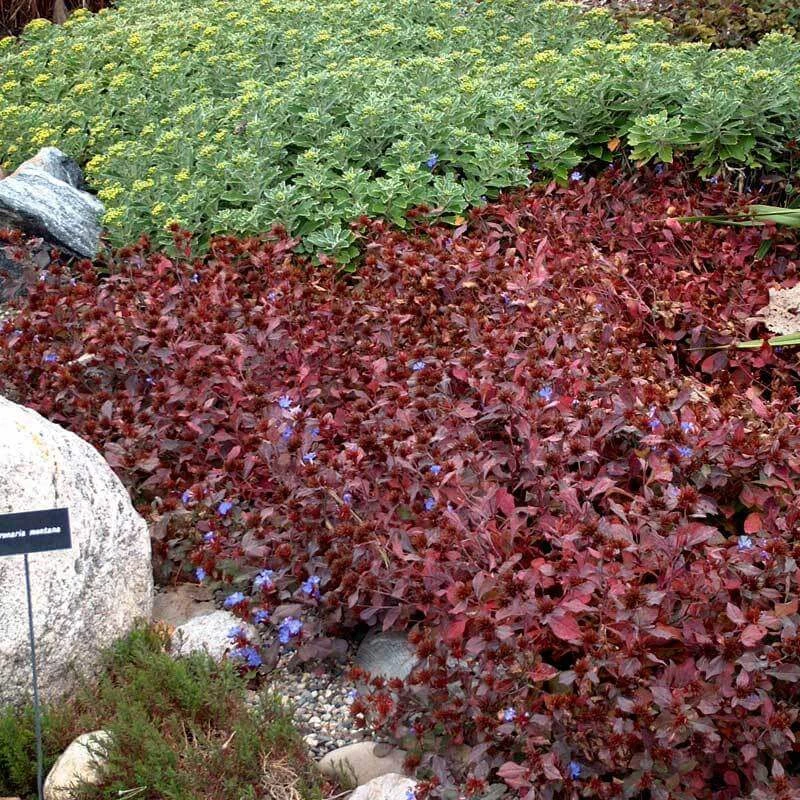 Hardy Plumbago 4 Hardy Plumbago - Image 4