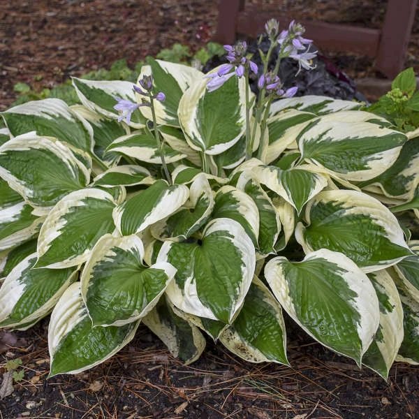 'Patriot' Hosta 3 'Patriot' Hosta - Image 3