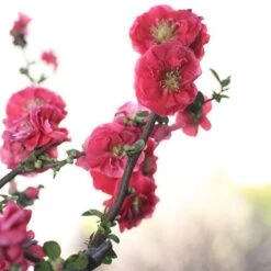 Double Take Pink™ Flowering Quince -Great Garden Plants Shop chaenomeles double take pink 4 P sw