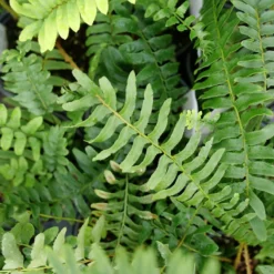 Christmas Fern -Great Garden Plants Shop christmas fern 3
