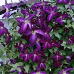 Happy Jack® Purple Clematis