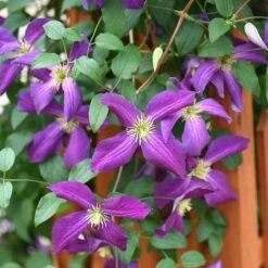 Happy Jack® Purple Clematis -Great Garden Plants Shop clematis happy jack purple 3 sw