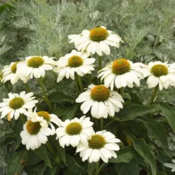 Color Coded™ 'The Price Is White' Coneflower -Great Garden Plants Shop color coded the price is white coneflower 2