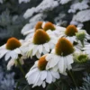 Color Coded™ 'The Price Is White' Coneflower