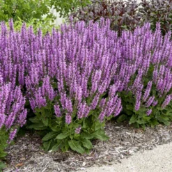 Color Spires® 'Back To The Fuchsia' Salvia -Great Garden Plants Shop color spires back to the fuchsia salvia 1