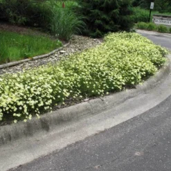 'Moonbeam' Tickseed 7 'Moonbeam' Tickseed -Great Garden Plants Shop coreopsis moonbeam 3