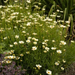 'Star Cluster' Tickseed -Great Garden Plants Shop coreopsis tickseed starcluster 3