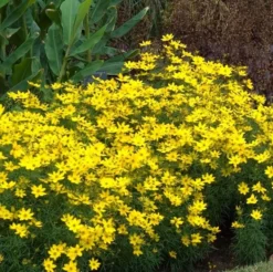 Great Garden Plants Shop -Great Garden Plants Shop coreopsis zagreb 1