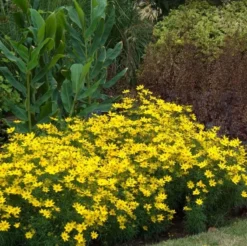 'Zagreb' Tickseed 7 'Zagreb' Tickseed -Great Garden Plants Shop coreopsis zagreb 2