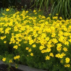 'Zagreb' Tickseed 8 'Zagreb' Tickseed -Great Garden Plants Shop coreopsis zagreb 5