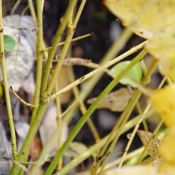 Arctic Fire® Yellow Red-Twig Dogwood 9 Arctic Fire® Yellow Red-Twig Dogwood -Great Garden Plants Shop cornus arctic fire yellow 4 P ee90fd47 1fcf 4740 921c 469de2455d08 sw