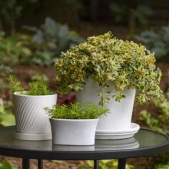 Rock 'N Low® 'Boogie Woogie' Stonecrop 9 Rock 'N Low® 'Boogie Woogie' Stonecrop -Great Garden Plants Shop d3cd897800e43dca44f8755ed4acdc97