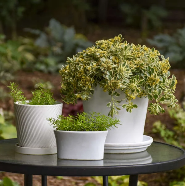 Rock 'N Low® 'Boogie Woogie' Stonecrop 4 Rock 'N Low® 'Boogie Woogie' Stonecrop - Image 4