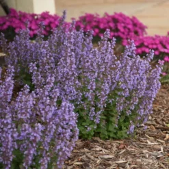 'Cat's Pajamas' Catmint -Great Garden Plants Shop d4d4f3d6a45d38dab56d4181eca68e83