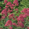 Red Valerian