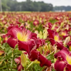 Rainbow Rhythm® 'Blood Sweat And Tears' Daylily