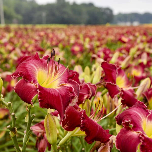 Rainbow Rhythm® 'Blood Sweat And Tears' Daylily 1 Rainbow Rhythm® 'Blood Sweat And Tears' Daylily