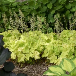 'Twist Of Lime' Coral Bells 10 'Twist Of Lime' Coral Bells -Great Garden Plants Shop ddc6f38a00a91ce949b62bf2fd3b18c3