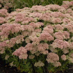 'Autumn Joy' Stonecrop -Great Garden Plants Shop de69846fdf2fa3b3d9337b8dfc0a45ae