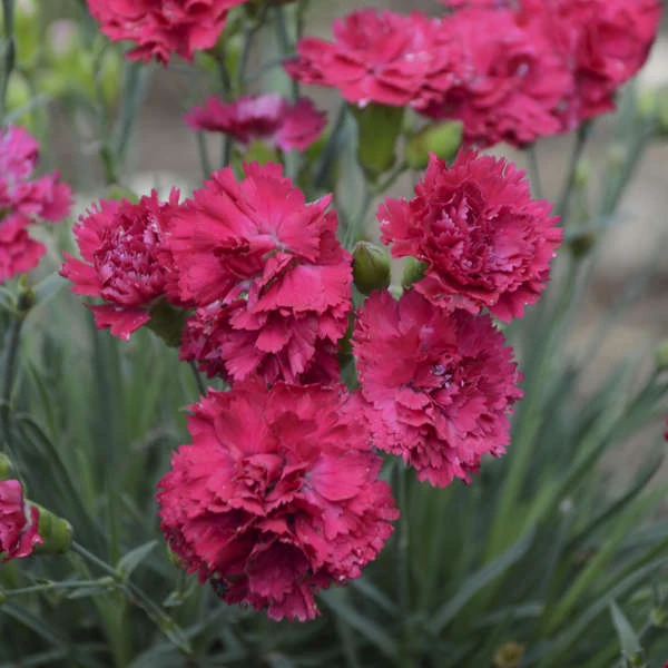 Fruit Punch® 'Cranberry Cocktail' Dianthus 2 Fruit Punch® 'Cranberry Cocktail' Dianthus - Image 2