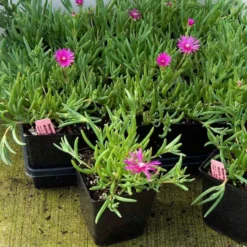 Pink Ice Plant -Great Garden Plants Shop delosperma cooperi ice plant 4 sw