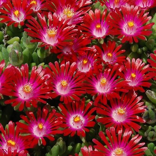 Hot Cakes® 'Saucy Strawberry' Ice Plant 1 Hot Cakes® 'Saucy Strawberry' Ice Plant
