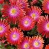 'Jewel Of Desert Garnet' Ice Plant