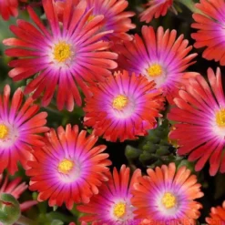'Jewel Of Desert Garnet' Ice Plant