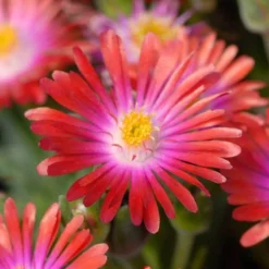'Jewel Of Desert Garnet' Ice Plant -Great Garden Plants Shop delosperma jewel of desert garnet ice plant 4 sw