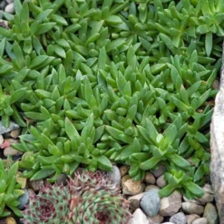 Great Garden Plants Shop -Great Garden Plants Shop delosperma jewel of desert moonstone 1 sw