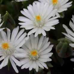 Great Garden Plants Shop 21 'Jewel Of Desert Moonstone' Ice Plant