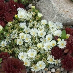 'Jewel Of Desert Moonstone' Ice Plant -Great Garden Plants Shop delosperma jewel of desert moonstone 3 sw