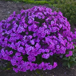 'Cloudburst' Tall Cushion Phlox 7 'Cloudburst' Tall Cushion Phlox -Great Garden Plants Shop df9bbd10b5a8891ac88a541b74934d87