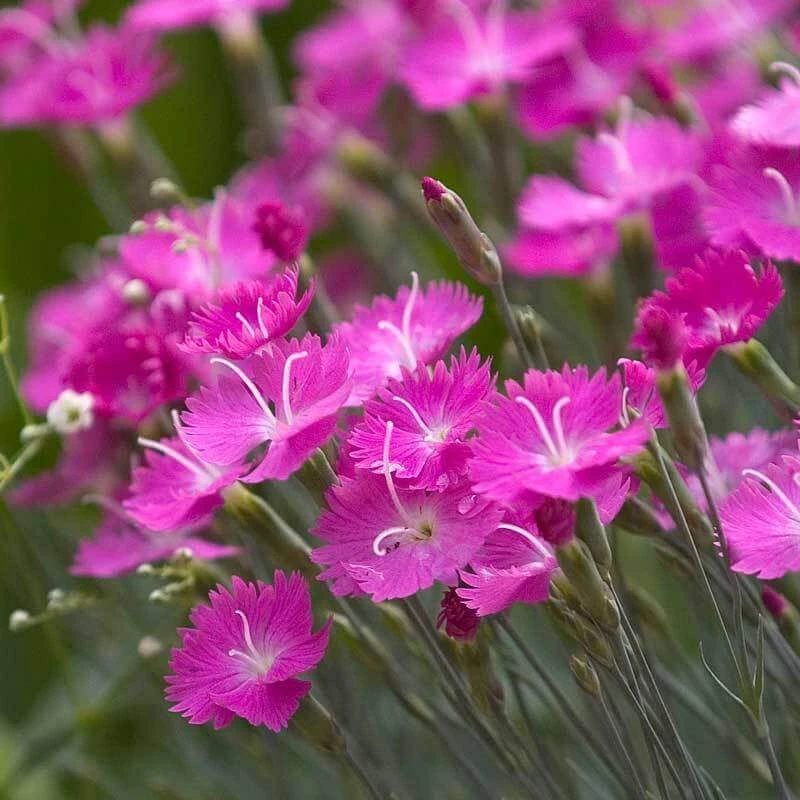 'Firewitch' Dianthus 3 'Firewitch' Dianthus - Image 3