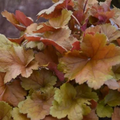 Dolce® 'Toffee Tart' Coral Bells -Great Garden Plants Shop dolce toffee tart coral bells 4