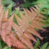 'Brilliance' Autumn Fern