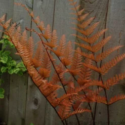 'Brilliance' Autumn Fern -Great Garden Plants Shop dryopteris brilliance autumn fern 3
