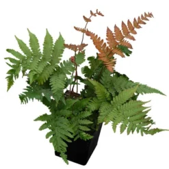 'Brilliance' Autumn Fern -Great Garden Plants Shop dryopteris brilliance autumn fern 4