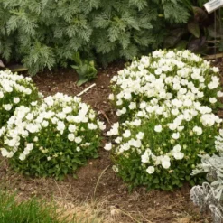 Mini Marvels™ Starbright Bellflower -Great Garden Plants Shop e3db643294764818d181f5553fae1f33