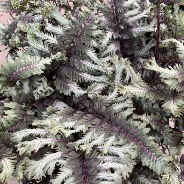 'Crested Surf' Japanese Painted Fern 1 'Crested Surf' Japanese Painted Fern