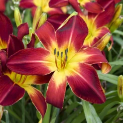 Rainbow Rhythm® 'Ruby Spider' Daylily -Great Garden Plants Shop e733f097c1ead2fcaa10f5dc96466246